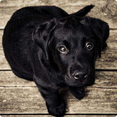 云计算平台的免费电话在线轰炸