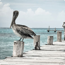 在线电话呼死你